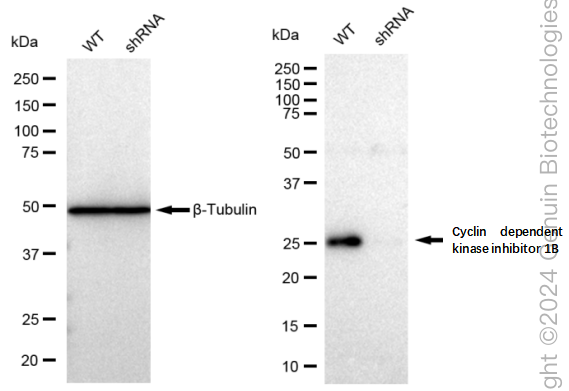 KD-Validated Anti-Cyclin dependent kinase inhibitor 1B Rabbit Monoclonal Antibody ABG2355