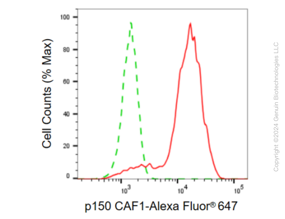 KD-Validated Anti-p150 CAF1 Rabbit Monoclonal Antibody ABG2356