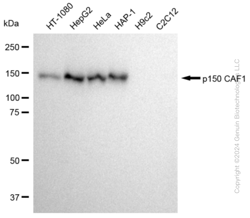 KD-Validated Anti-p150 CAF1 Rabbit Monoclonal Antibody ABG2356