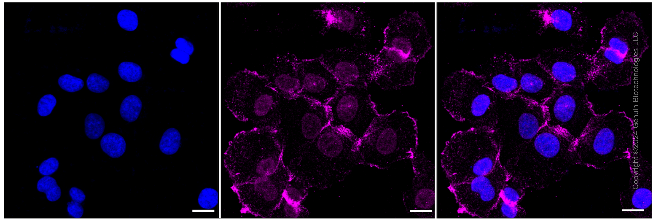 KD-Validated Anti-Phospho-PKR (T451) Rabbit Monoclonal Antibody ABG2357