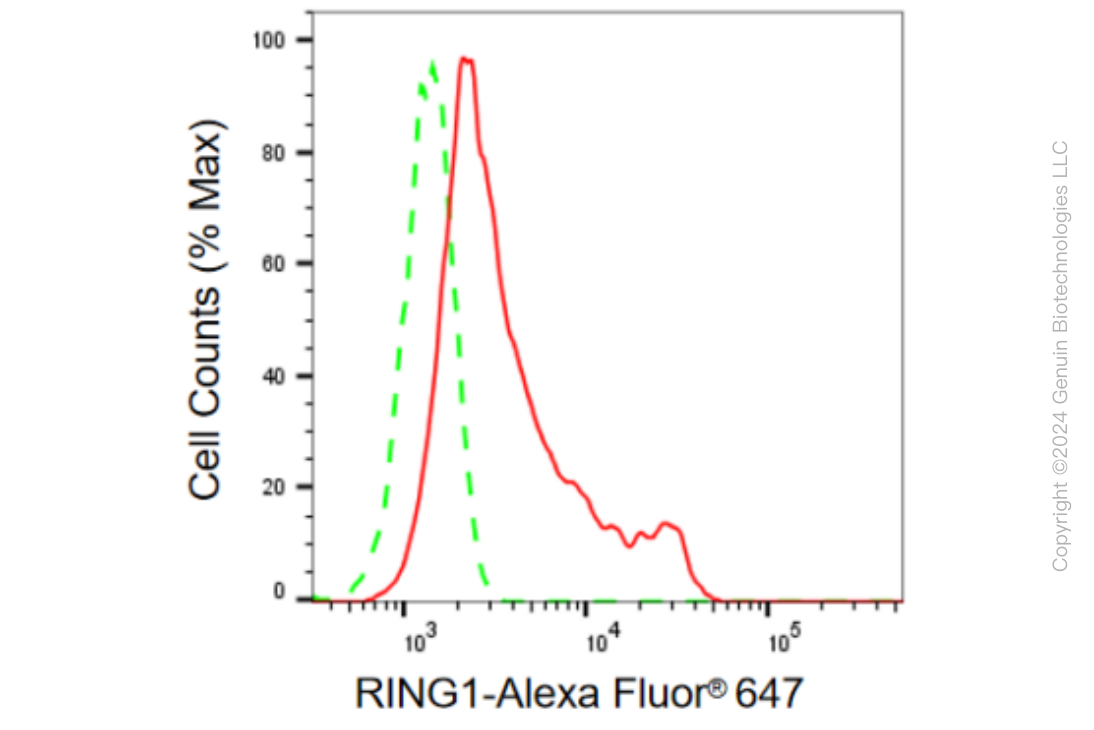 KD-Validated Anti-RING1 Rabbit Monoclonal Antibody ABG2358