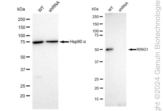 KD-Validated Anti-RING1 Rabbit Monoclonal Antibody ABG2358