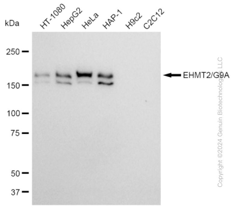 KD-Validated Anti-EHMT2/G9A Rabbit Monoclonal Antibody ABG2359