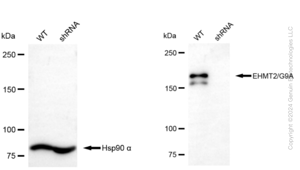 KD-Validated Anti-EHMT2/G9A Rabbit Monoclonal Antibody ABG2359