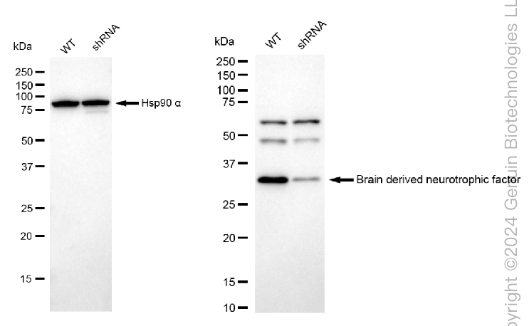 KD-Validated Anti-Brain derived neurotrophic factor Rabbit Monoclonal Antibody ABG2360
