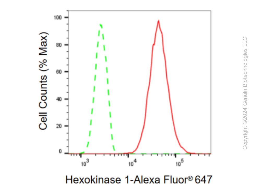 KD-Validated Anti-Hexokinase 1 Rabbit Monoclonal Antibody ABG2361