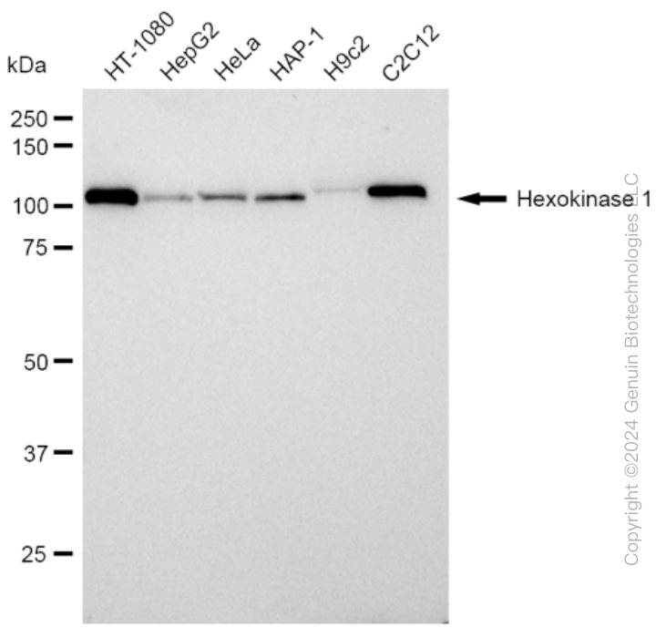 KD-Validated Anti-Hexokinase 1 Rabbit Monoclonal Antibody ABG2361