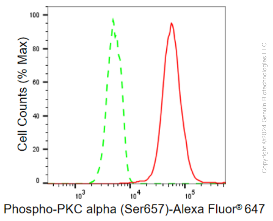 KD-Validated Anti-Phospho-PKC alpha (Ser657) Rabbit Monoclonal Antibody ABG2362