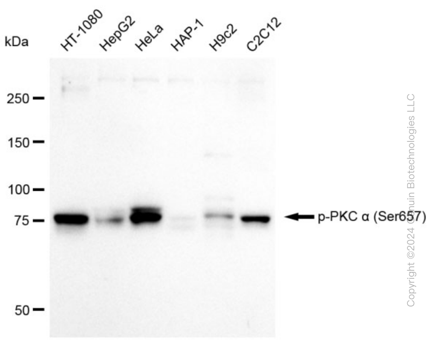 KD-Validated Anti-Phospho-PKC alpha (Ser657) Rabbit Monoclonal Antibody ABG2362