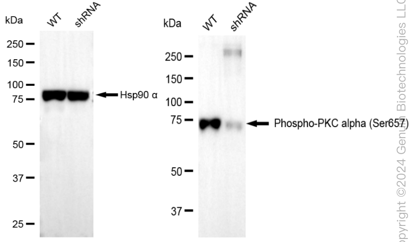 KD-Validated Anti-Phospho-PKC alpha (Ser657) Rabbit Monoclonal Antibody ABG2362