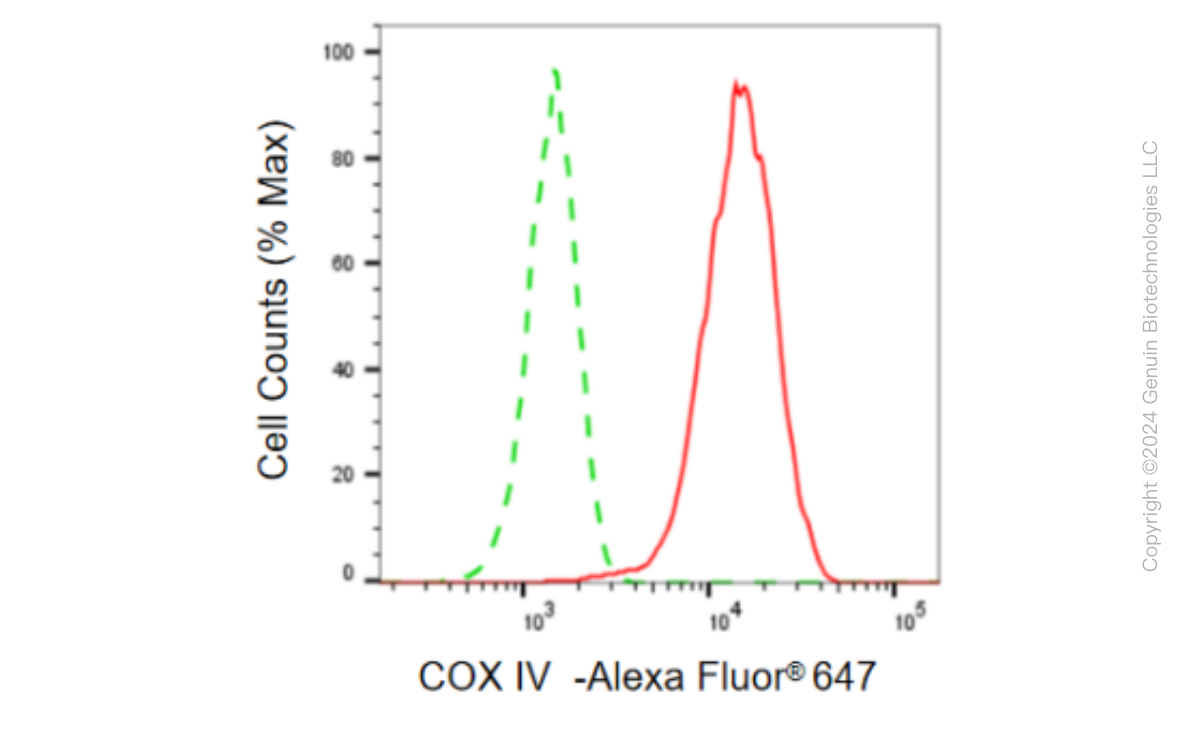 KD-Validated Anti-COX IV Rabbit Monoclonal Antibody ABG2364