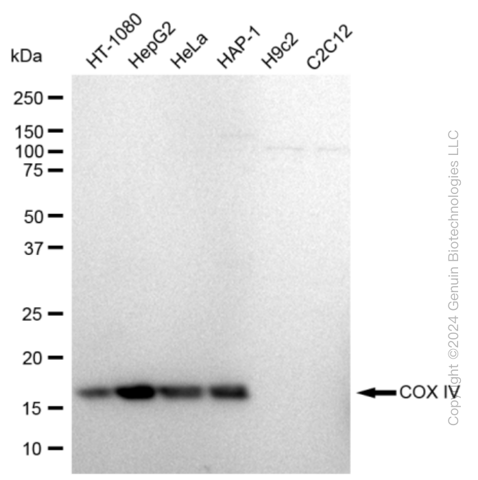 KD-Validated Anti-COX IV Rabbit Monoclonal Antibody ABG2364