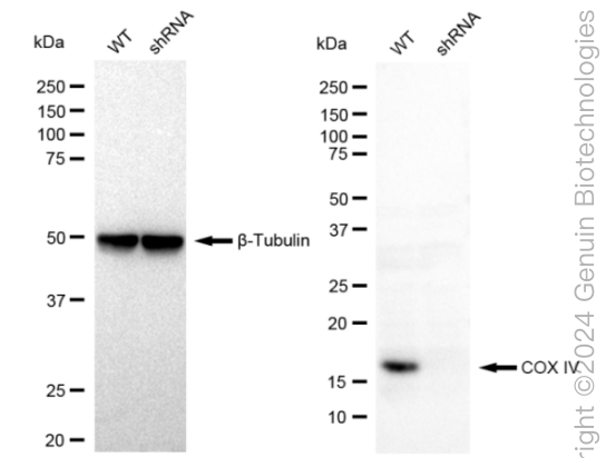 KD-Validated Anti-COX IV Rabbit Monoclonal Antibody ABG2364