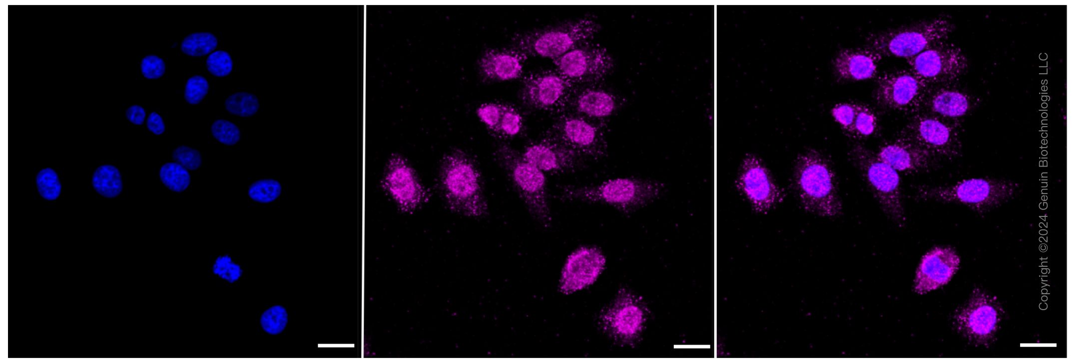 KD-Validated Anti-ALKBH1 Rabbit Monoclonal Antibody ABG2365