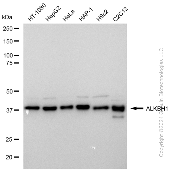 KD-Validated Anti-ALKBH1 Rabbit Monoclonal Antibody ABG2365