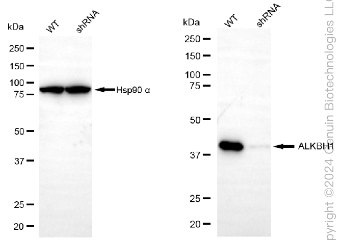 KD-Validated Anti-ALKBH1 Rabbit Monoclonal Antibody ABG2365