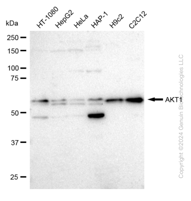 KD-Validated Anti-AKT1 Rabbit Monoclonal Antibody ABG2366