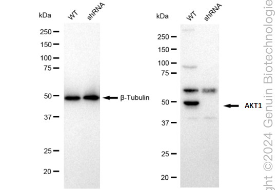 KD-Validated Anti-AKT1 Rabbit Monoclonal Antibody ABG2366