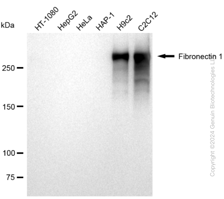 KD-Validated Anti-Fibronectin 1 Rabbit Monoclonal Antibody ABG2367