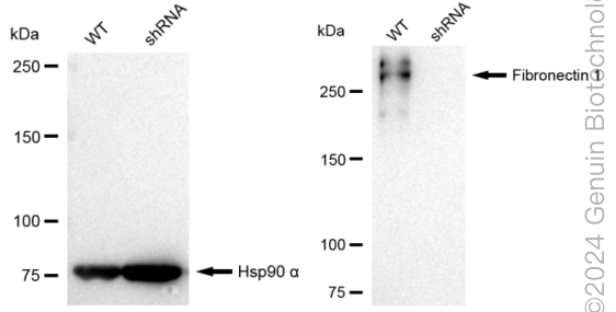 KD-Validated Anti-Fibronectin 1 Rabbit Monoclonal Antibody ABG2367