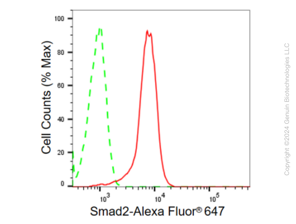 KD-Validated Anti-Smad2 Rabbit Monoclonal Antibody ABG2368