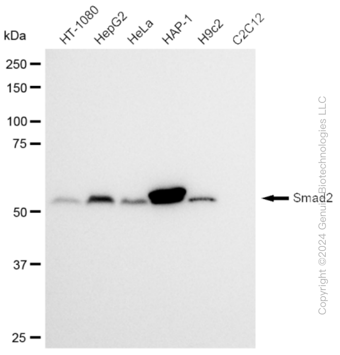 KD-Validated Anti-Smad2 Rabbit Monoclonal Antibody ABG2368