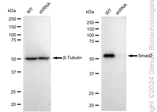 KD-Validated Anti-Smad2 Rabbit Monoclonal Antibody ABG2368