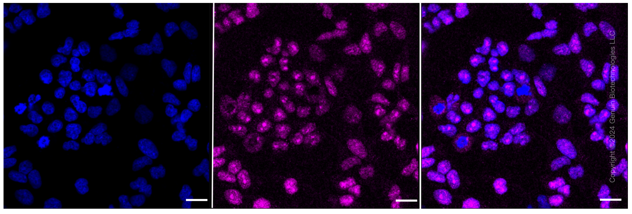 KD-Validated Anti-Bmi1 Rabbit Monoclonal Antibody ABG2369