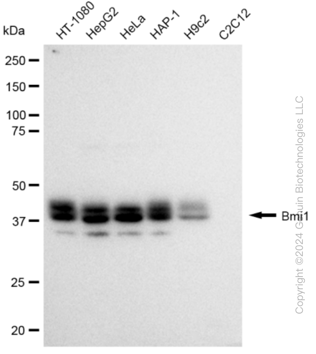 KD-Validated Anti-Bmi1 Rabbit Monoclonal Antibody ABG2369