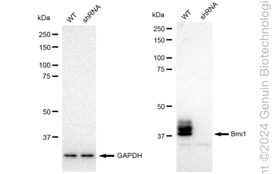 KD-Validated Anti-Bmi1 Rabbit Monoclonal Antibody ABG2369