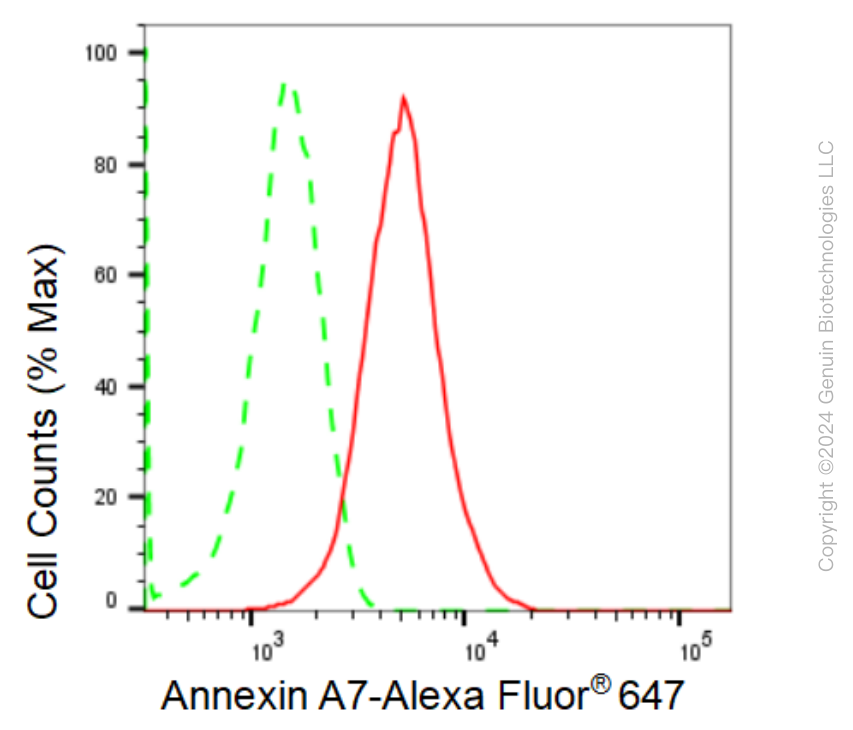 KD-Validated Anti-Annexin A7 Rabbit Monoclonal Antibody ABG2371
