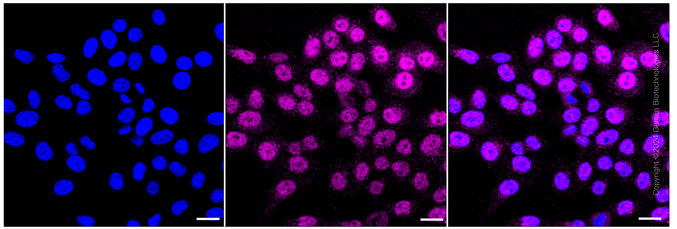 KD-Validated Anti-Annexin A7 Rabbit Monoclonal Antibody ABG2371