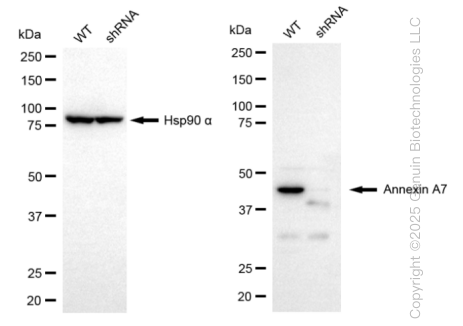 KD-Validated Anti-Annexin A7 Rabbit Monoclonal Antibody ABG2371