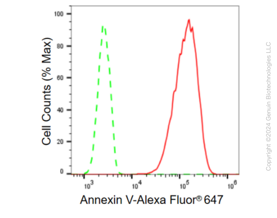 KD-Validated Anti-Annexin V Rabbit Monoclonal Antibody ABG2372