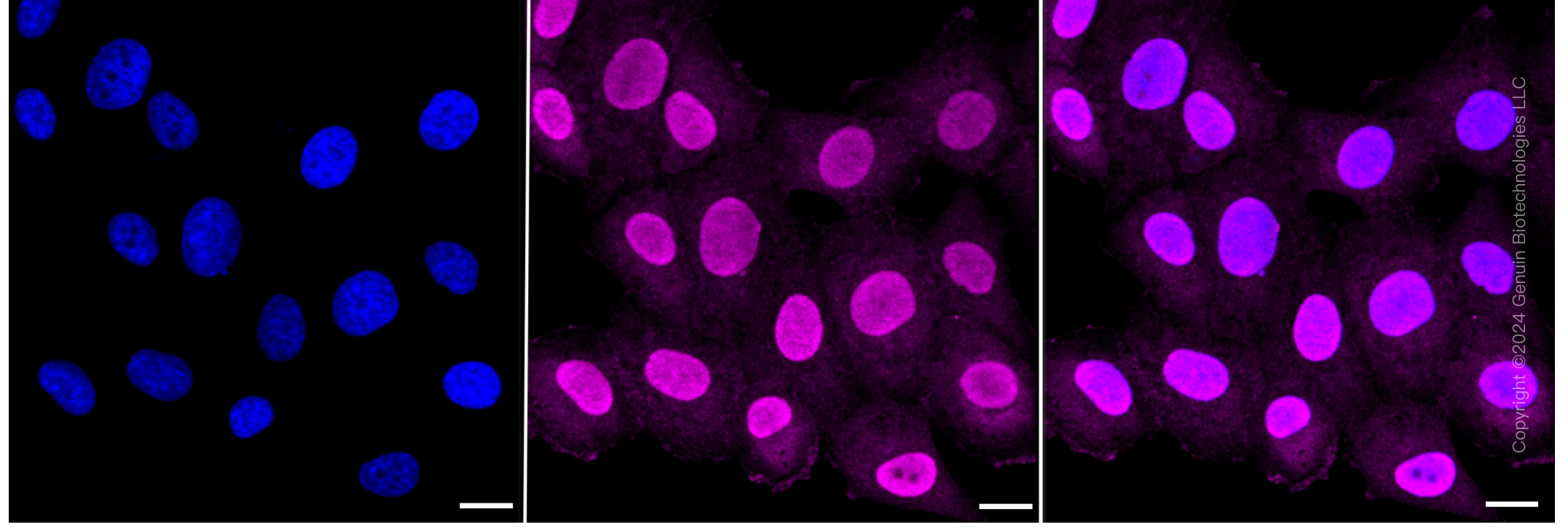 KD-Validated Anti-Annexin V Rabbit Monoclonal Antibody ABG2372
