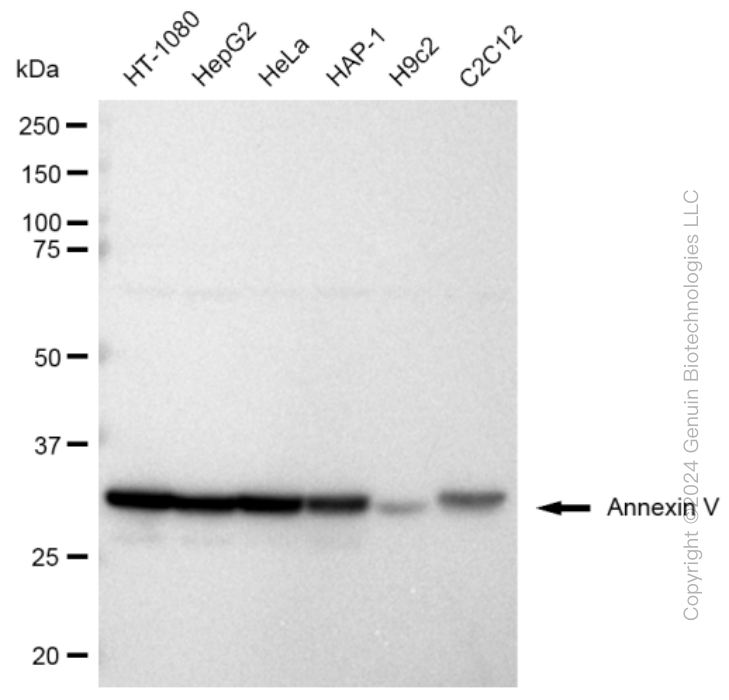 KD-Validated Anti-Annexin V Rabbit Monoclonal Antibody ABG2372