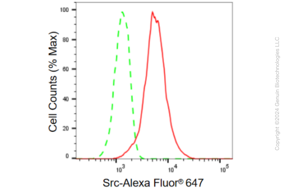 KD-Validated Anti-Src Rabbit Monoclonal Antibody ABG2373