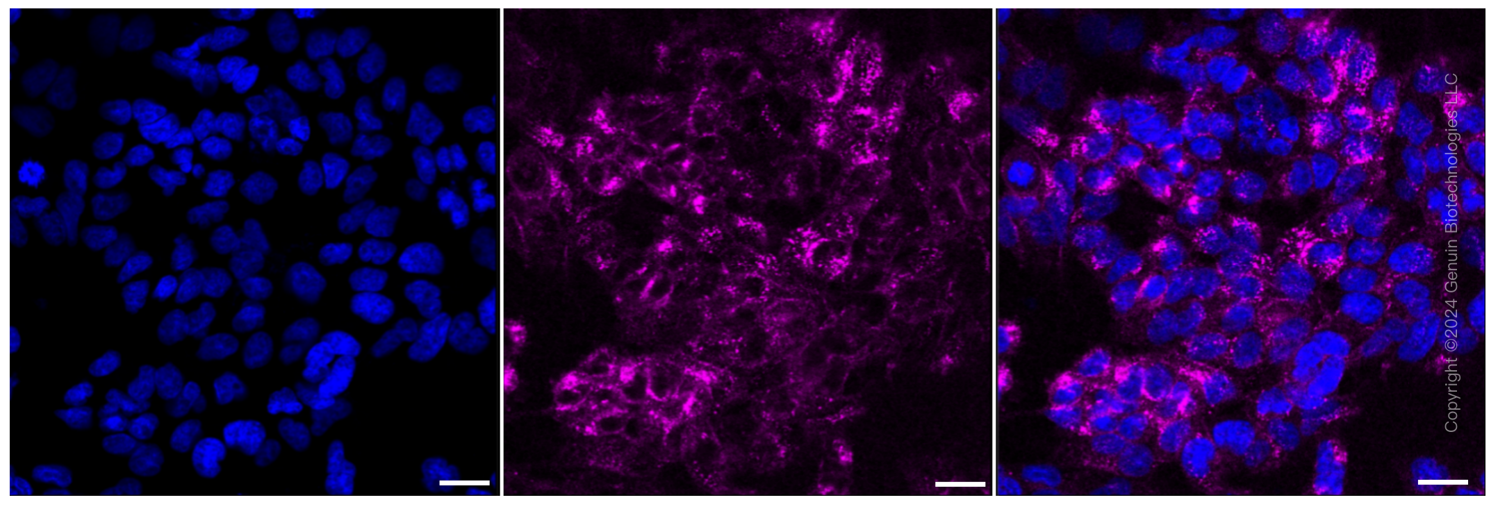 KD-Validated Anti-Src Rabbit Monoclonal Antibody ABG2373