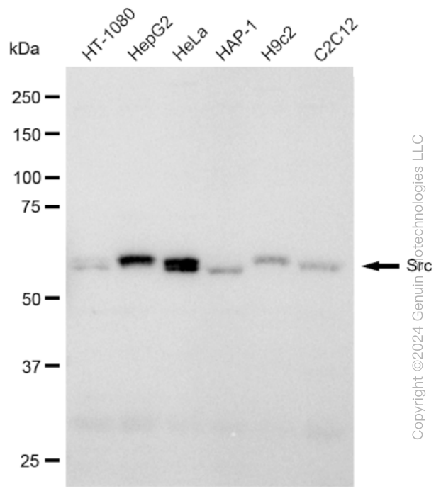 KD-Validated Anti-Src Rabbit Monoclonal Antibody ABG2373