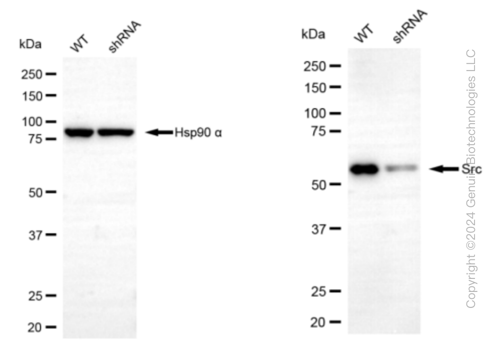 KD-Validated Anti-Src Rabbit Monoclonal Antibody ABG2373