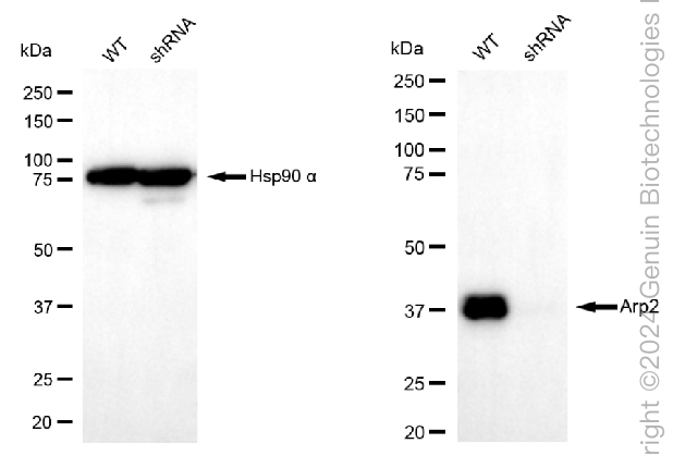 KD-Validated Anti-ERCC1 Rabbit Monoclonal Antibody ABG2374
