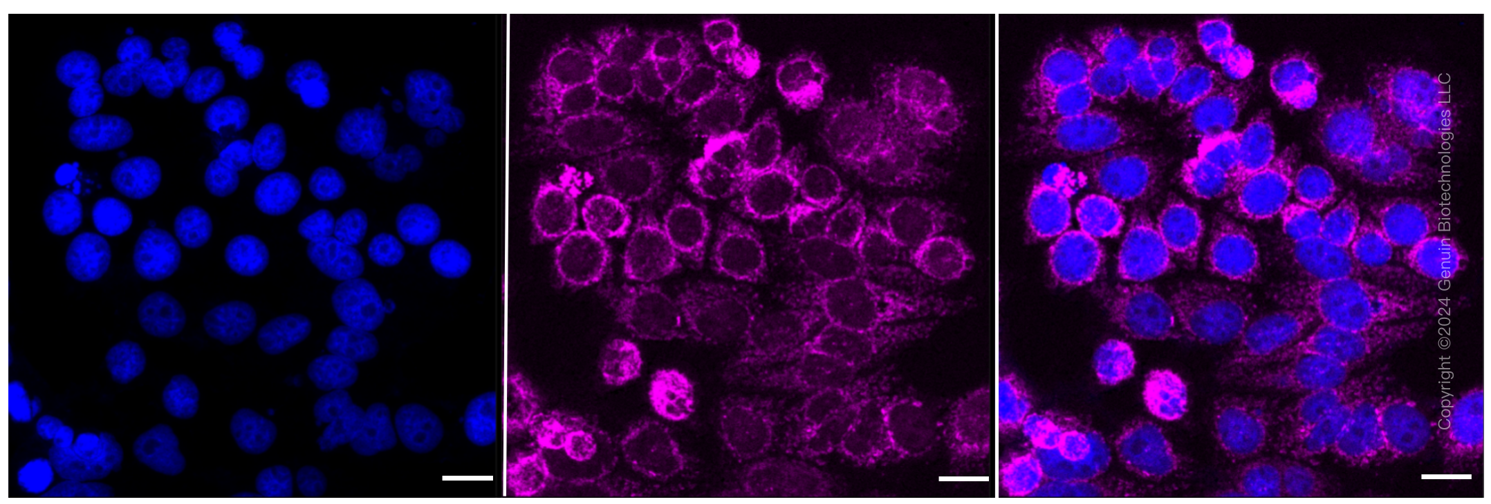 KD-Validated Anti-GC1q R Rabbit Monoclonal Antibody ABG2375