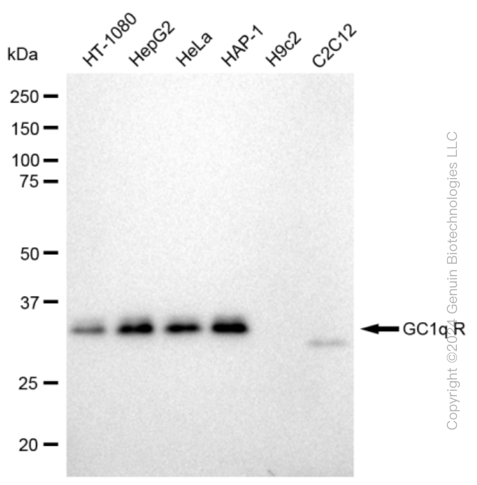 KD-Validated Anti-GC1q R Rabbit Monoclonal Antibody ABG2375