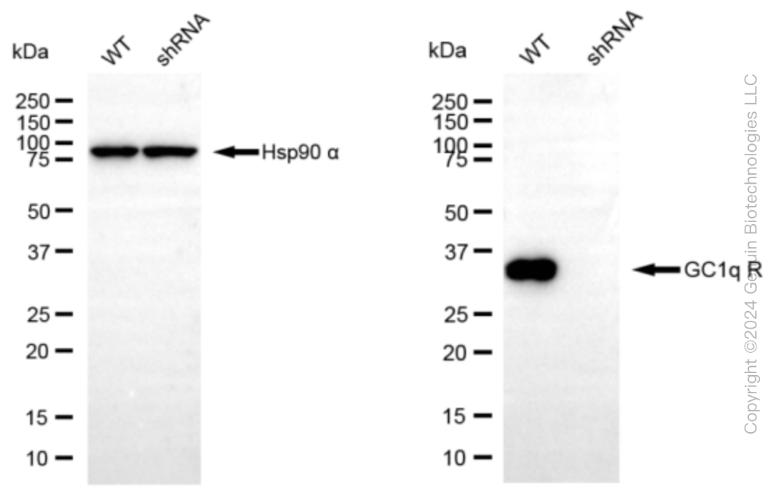 KD-Validated Anti-GC1q R Rabbit Monoclonal Antibody ABG2375