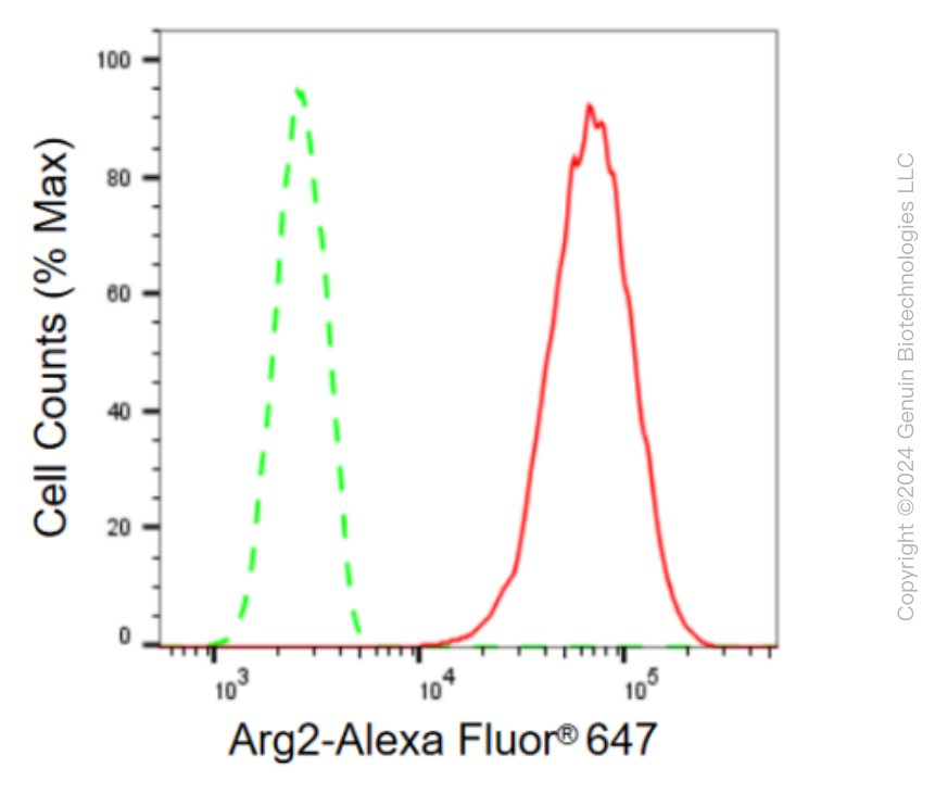KD-Validated Anti-Arg2 Rabbit Monoclonal Antibody ABG2376