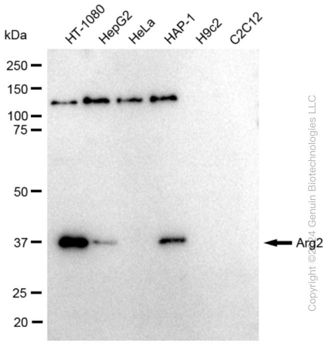 KD-Validated Anti-Arg2 Rabbit Monoclonal Antibody ABG2376