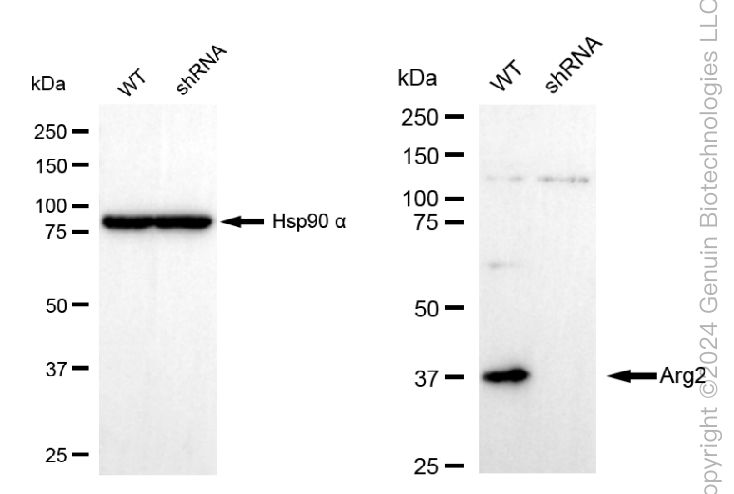 KD-Validated Anti-Arg2 Rabbit Monoclonal Antibody ABG2376