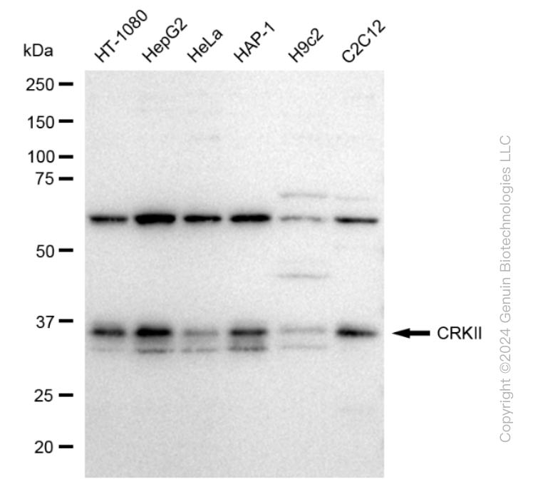KD-Validated Anti-CRKII Rabbit Monoclonal Antibody ABG2377