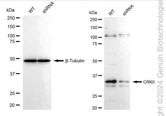 KD-Validated Anti-CRKII Rabbit Monoclonal Antibody ABG2377
