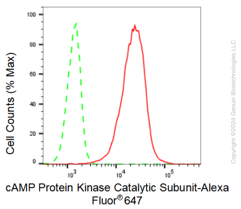 KD-Validated Anti-cAMP Protein Kinase Catalytic Subunit Rabbit Monoclonal Antibody ABG2378